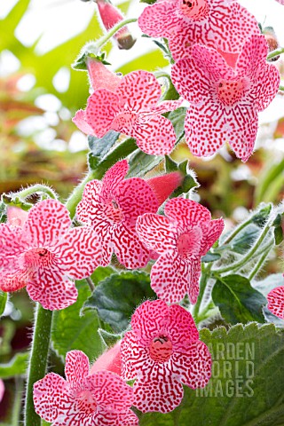 KOHLERIA_SUNSHINE