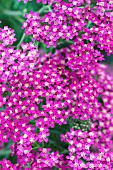 ACHILLEA CERISE QUEEN