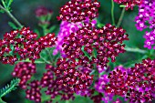 ACHILLEA FAUST