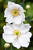 ANEMONE HONORINE JOBERT