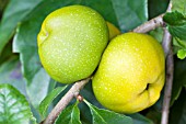 CHAENOMELES SPECIOSA, ORNAMENTAL QUINCE