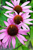 ECHINACEA PURPUREA ROBERT BLOOM