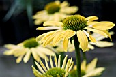 ECHINACEA SUNRISE