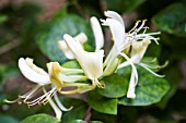 LONICERA HONEY BABY