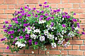 PETUNIA, GERANIUM & SCAEVOLA, WALL BASKET