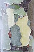 PLATANUS ACERIFOLIA, LONDON PLANE BARK DETAIL