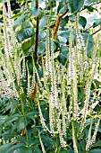 VERONICASTRUM VIRGINICUM ALBUM