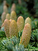 CEDRUS ATLANTICA GLAUCA (BLUE ATLAS CEDAR) MALE CONES