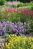 HELIANTHEMUM, GERANIUM, PHLOX & LYCHNIS, MIXED HERBACEOUS BORDER