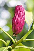 MAGNOLIA ACUMINATA, CUCUMBER TREE, FRUIT