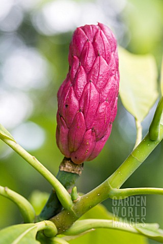 MAGNOLIA_ACUMINATA_CUCUMBER_TREE_FRUIT