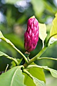 MAGNOLIA ACUMINATA, CUCUMBER TREE, FRUIT