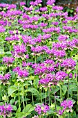 MONARDA PRAIRIE NIGHT