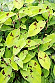 PERSICARIA VIRGINIANA LANCE CORPORAL