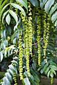 PTEROCARYA FRAXINIFOLIA, CAUCASIAN WING NUT