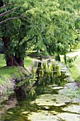 TAXODIUM DISTICHUM, SWAMP CYPRESS, BY STREAM