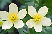 TROLLIUS LAXUS