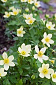 TROLLIUS LAXUS