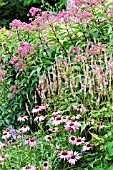 ECHINACEA PURPUREA, PERSICARIA AMPLEXICAULIS, EUPATORIUM PURPUREUM MACULATUM