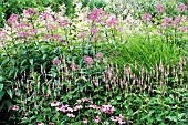 ECHINACEA, PERSICARIA, EUPATORIUM & PERSICARIA MOLLIS