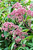 EUPATORIUM PURPUREUM MACULATUM