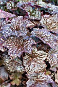 HEUCHERA PALACE PURPLE