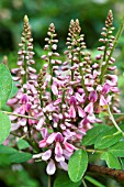 INDIGOFERA AMBLYANTHA