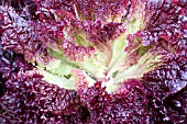 LACTUCA SATIVA, LETTUCE BIJOU 2590