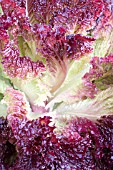 LACTUCA SATIVA, LETTUCE BIJOU 2590