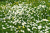 LEUCANTHEMUM VULGARE OX-EYE DAISY, NATIVE PERENNIAL, WILD MEADOW