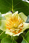 LIRIODENDRON TULIPIFERA , HARDY TULIP TREE, MAY