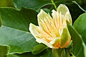 LIRIODENDRON TULIPIFERA , HARDY TULIP TREE, MAY