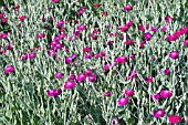 LYCHNIS CORONARIA ATROSANGUINEA, HARDY PERENNIAL, JUNE