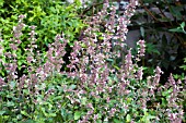 NEPETA GRANDIFLORA DUSK TO DAWN, HARDY PERENNIAL, JULY