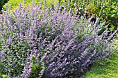 NEPETA SEVEN HILLS GIANT, HARDY PERENNIAL, JUNE