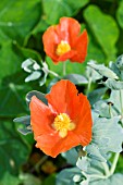 GLAUCIUM CORNICULATUM AMAPOLA CORNUDA BURNT ORANGE, HARDY ANNUAL, AUGUST