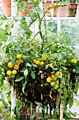 LYCOPERSICON TUMBLING TOM YELLOW, HANGING BASKET TOMATO, JULY