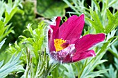 PULSATILLA RUBRA, PASQUE FLOWER, HARDY BULB, JULY