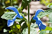 SALVIA PATENS CAMBRIDGE BLUE, HARDY PERENNIAL, AUGUST