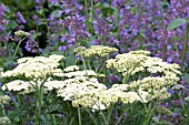 ACHILLEA CREDO AGAINST NEPETA SIX HILLS GIANT, HARDY PERENNIALS, JULY