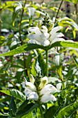 CHELONE OBLIQUA ALBA, HARDY PERENNIAL, AUGUST