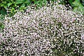 GYPSOPHILA PANICULATA FLAMINGO, HARDY PERENNIAL, JULY