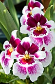 MILTONIOPSIS HYBRID, PANSY ORCHID, TROPICAL, AUGUST