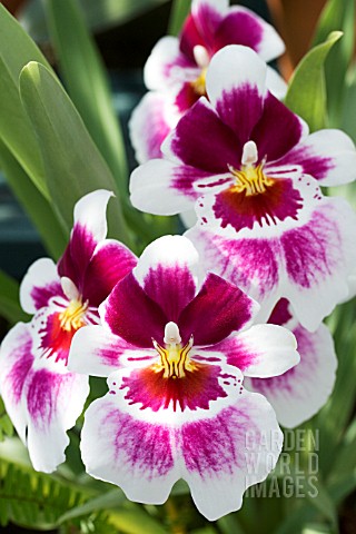 MILTONIOPSIS_HYBRID_PANSY_ORCHID_TROPICAL_AUGUST
