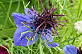 NIGELLA HISPANICA, HARDY ANNUAL, JULY