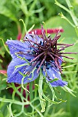 NIGELLA HISPANICA, HARDY ANNUAL, JULY