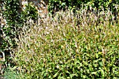 PERSICARIA AMPLEXICAULIS ALBUM, HARDY PERENNIAL, JULY