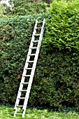 THUJA PLICATA, CONIFER HEDGE TRIMMING WITH LADDER, JULY