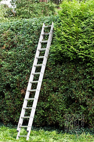 THUJA_PLICATA_CONIFER_HEDGE_TRIMMING_WITH_LADDER_JULY