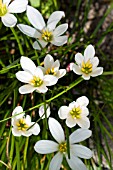 ZEPHYRANTHES CANDIDA, FLOWERS OF THE WESTERN WIND, TENDER BULB, AUGUST
